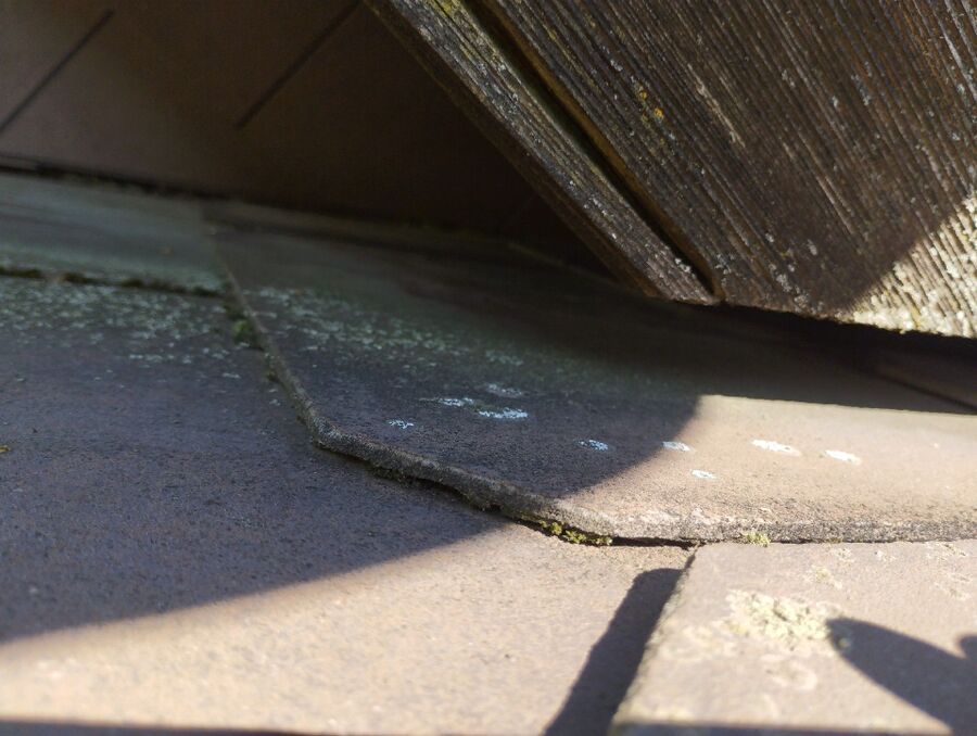 Relocate bees & remove bee nest