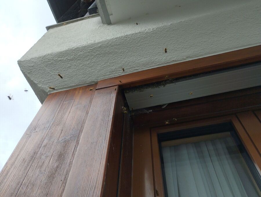 Bee nest at the house remove