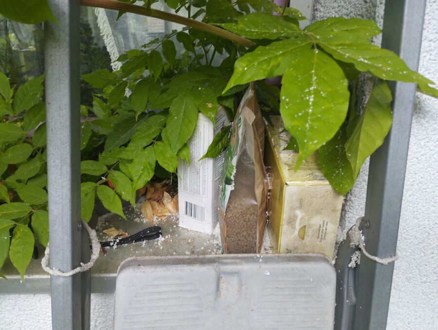 Relocate bees & remove bee nest