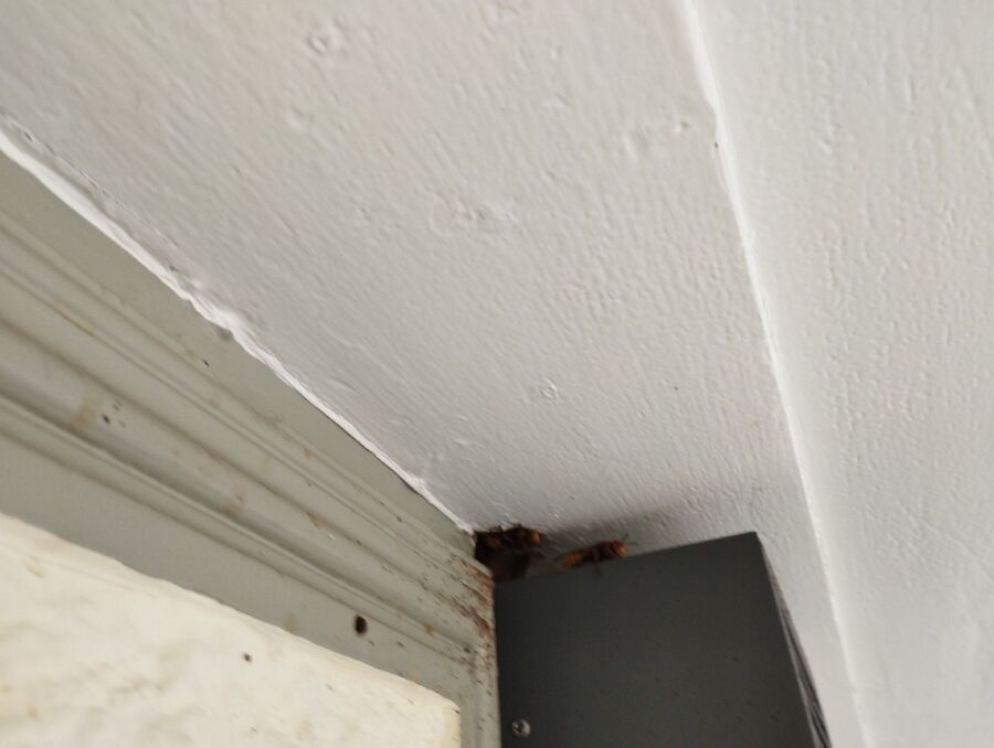 Relocate bees & remove bee nest