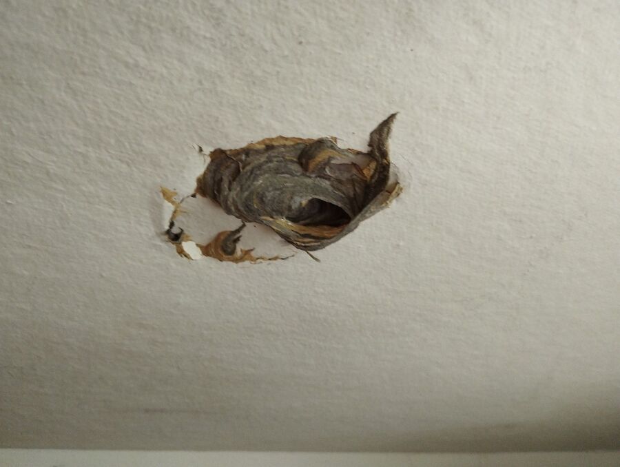 Bee nest at the house remove