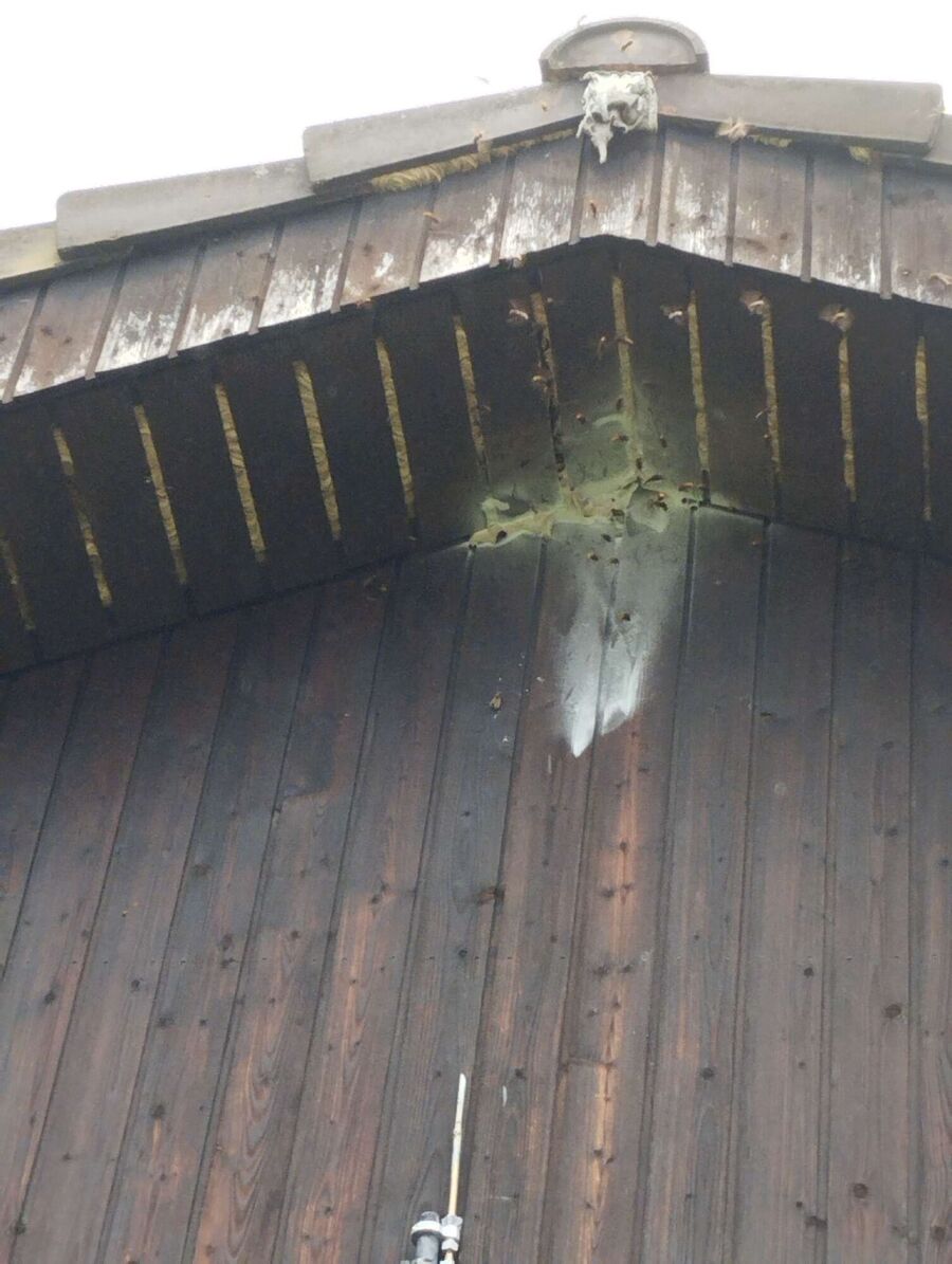 Bee nest at the house remove