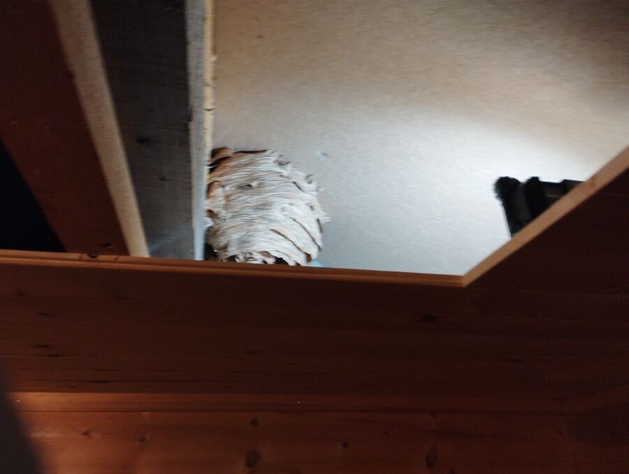 Bee nest at the house remove