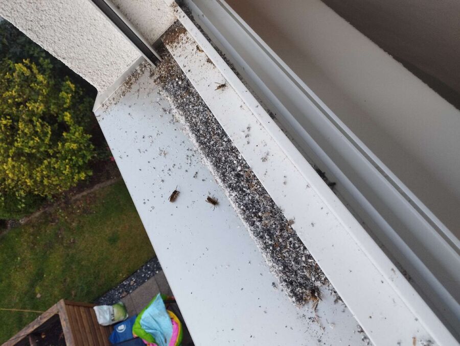 Relocate bees & remove bee nest