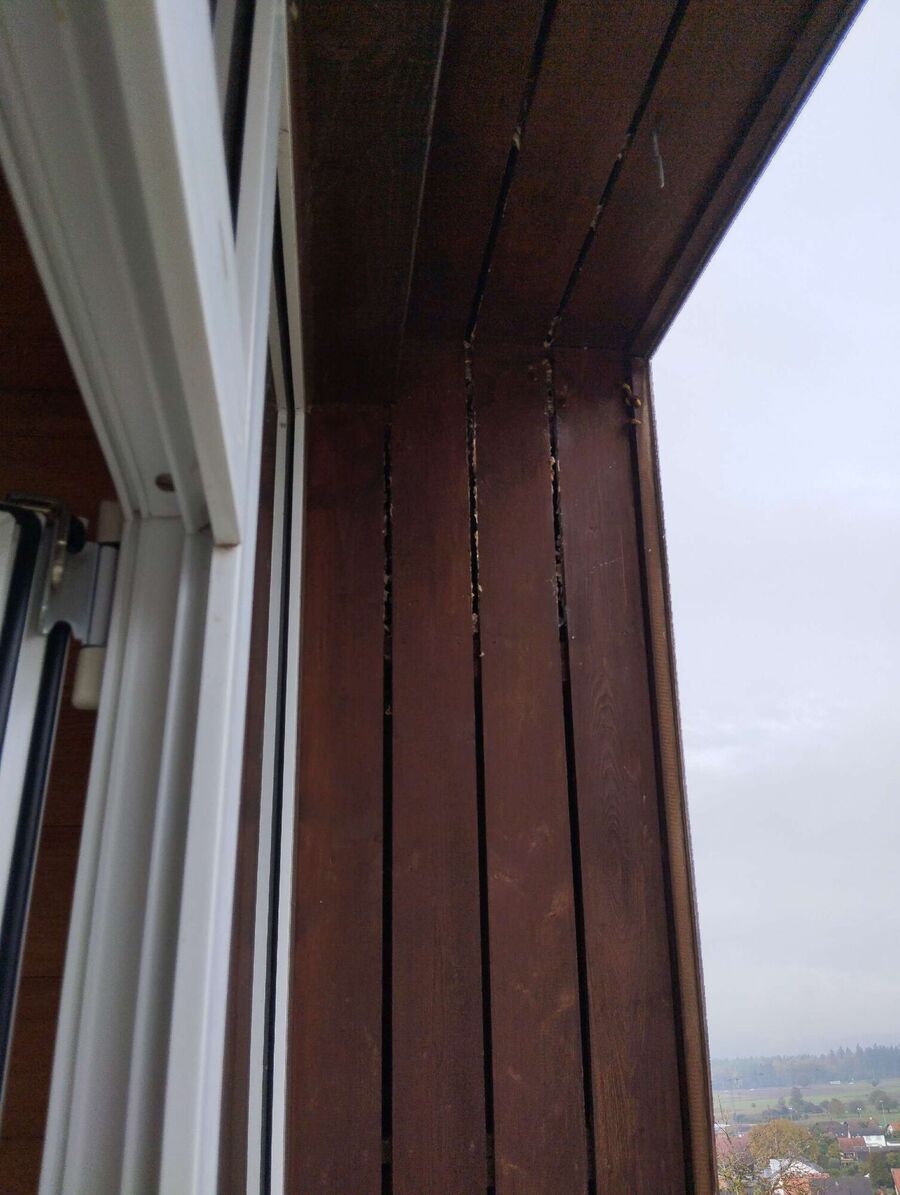 Bee nest at the house remove