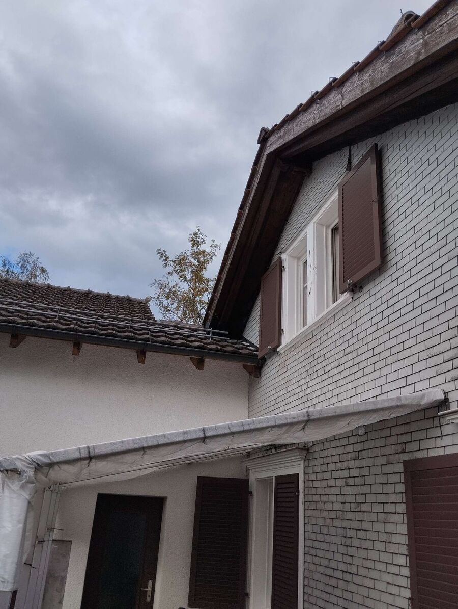 Relocate bees & remove bee nest