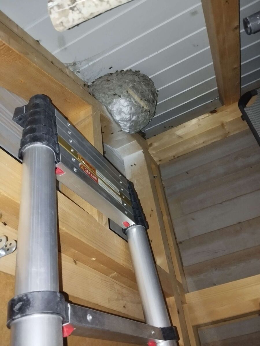 Bee nest at the house remove