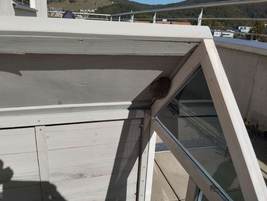 Relocate bees & remove bee nest