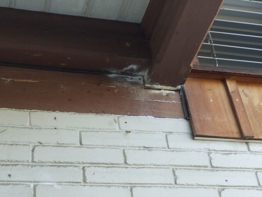 Relocate bees & remove bee nest