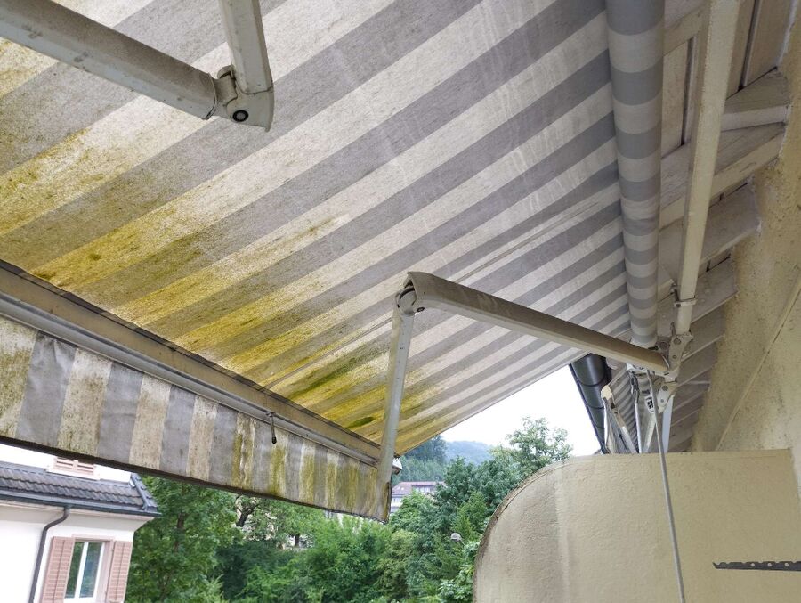 Relocate bees & remove bee nest