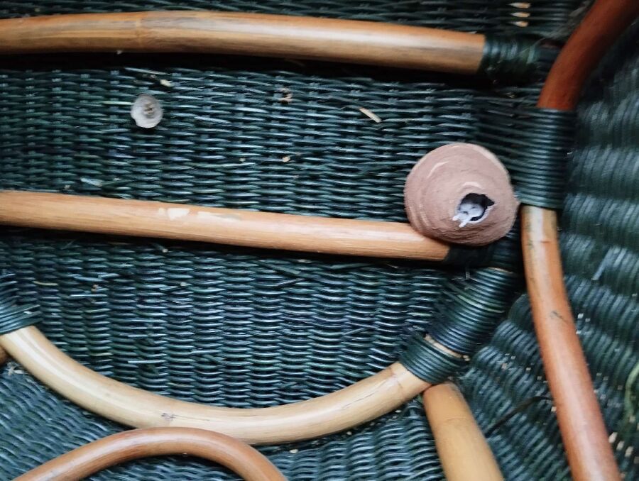 Relocate bees & remove bee nest