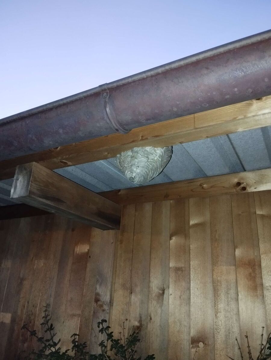 Bee nest at the house remove