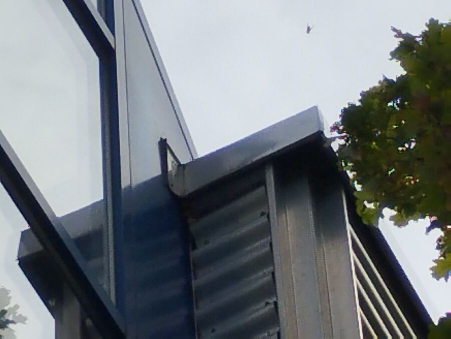 Relocate bees & remove bee nest