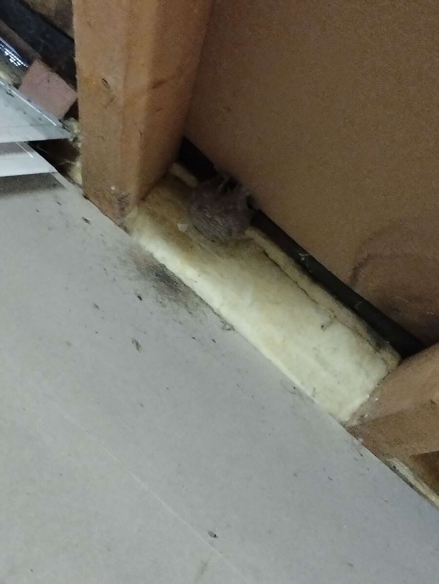 Relocate bees & remove bee nest