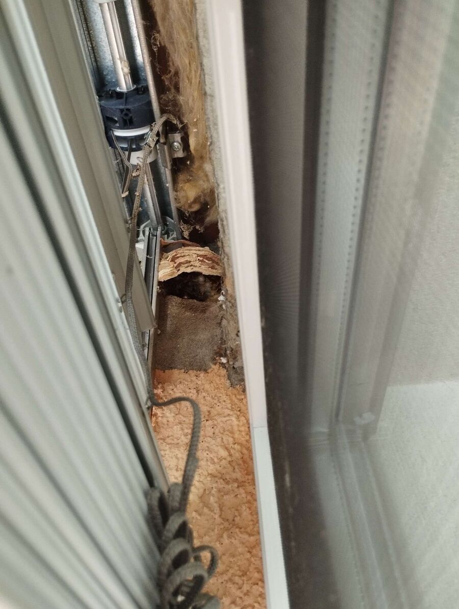 Bee nest at the house remove