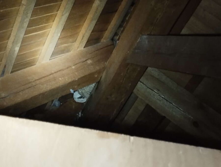 Relocate bees & remove bee nest