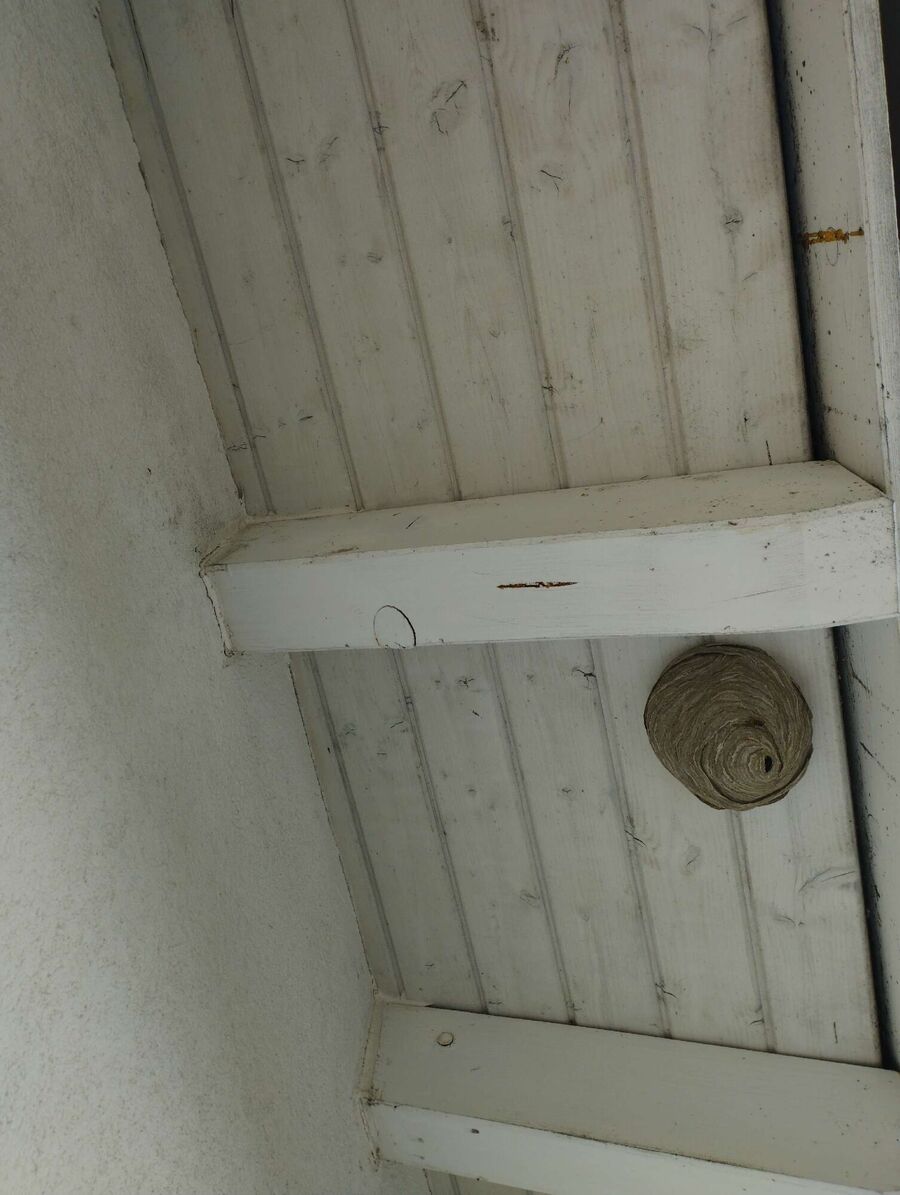 Relocate bees & remove bee nest