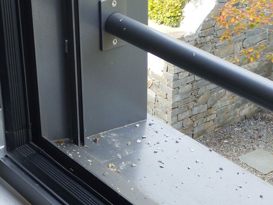 Bee nest at the house remove