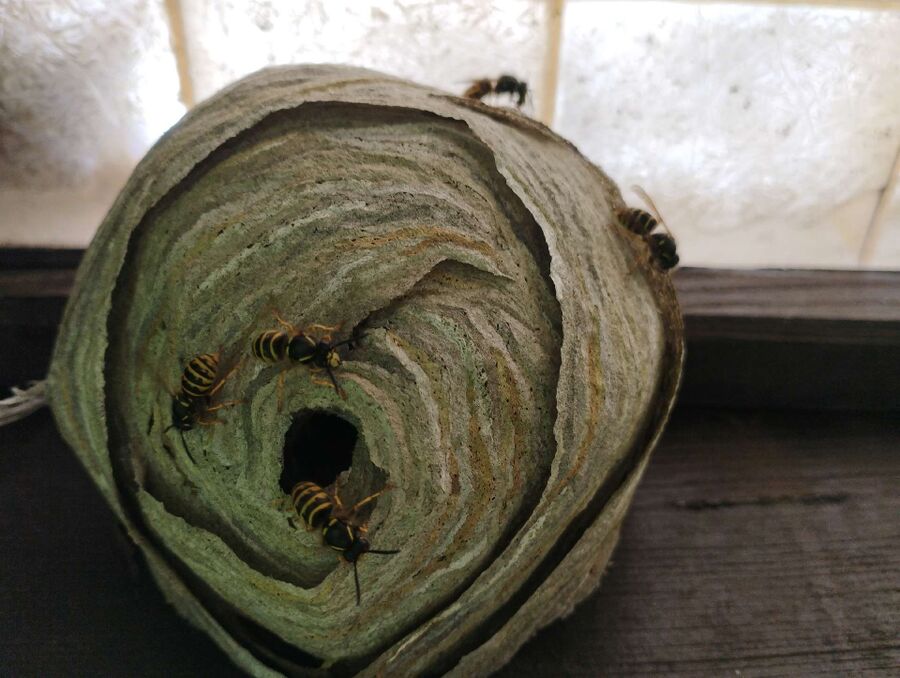 Remove bee nest