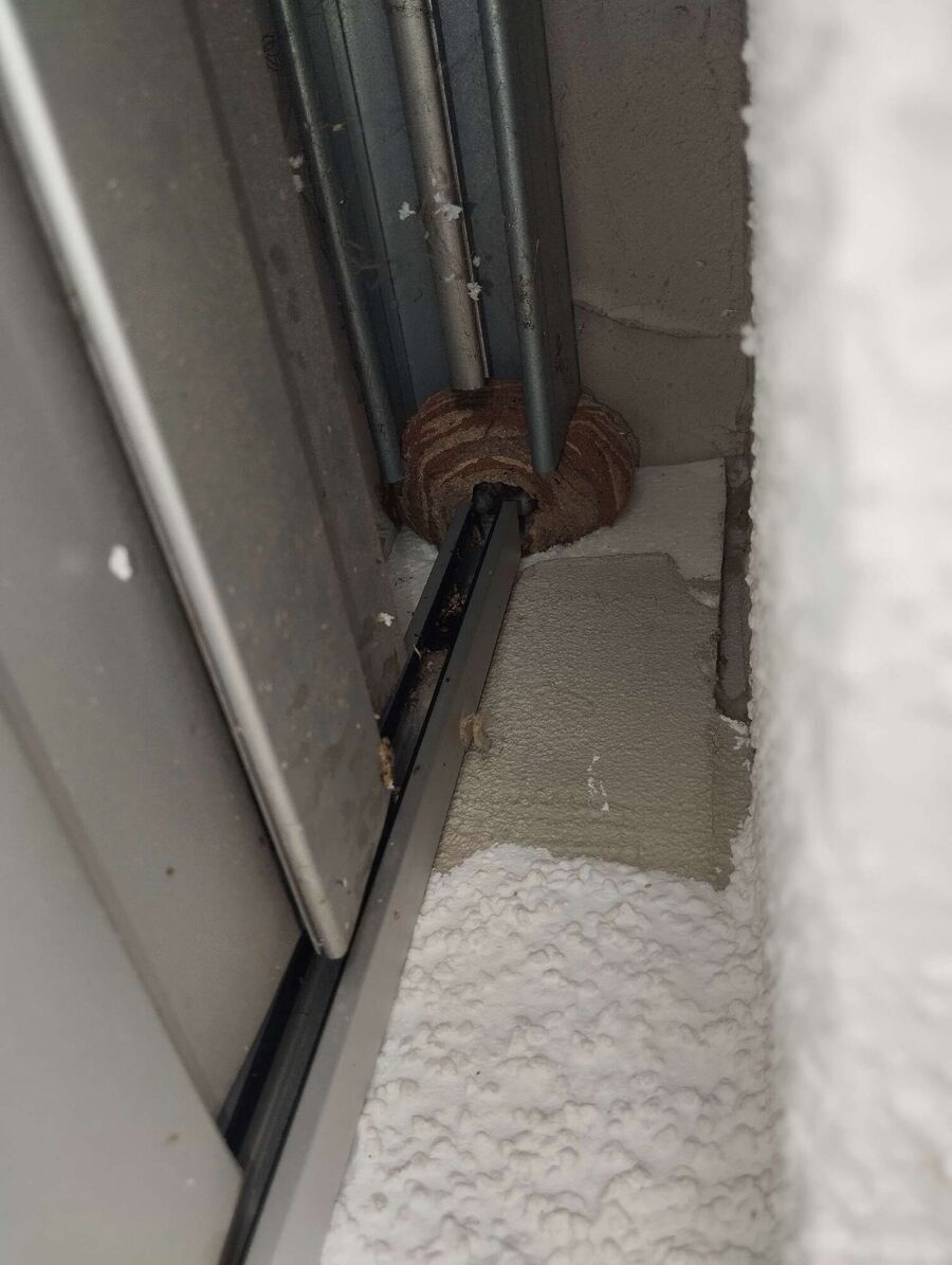 Bee nest at the house remove