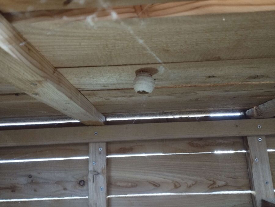 Bee nest at the house remove