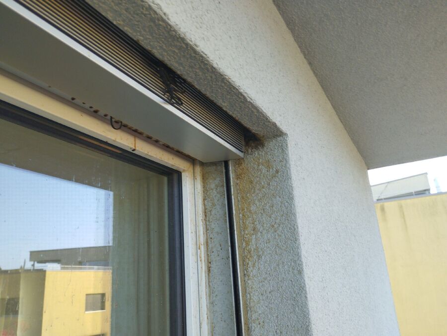 Relocate bees & remove bee nest