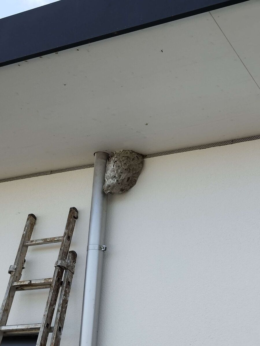 Remove bee nest