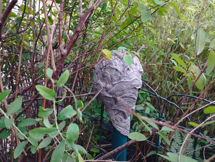 Relocate bees & remove bee nest