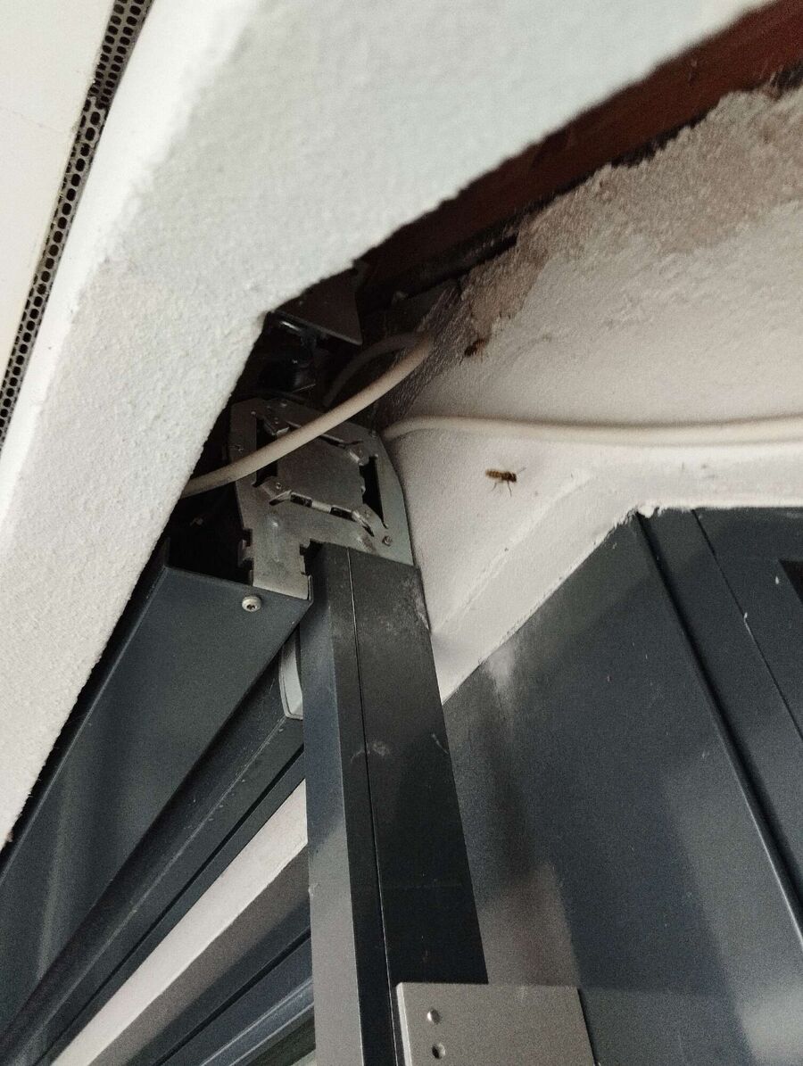 Bee nest at the house remove