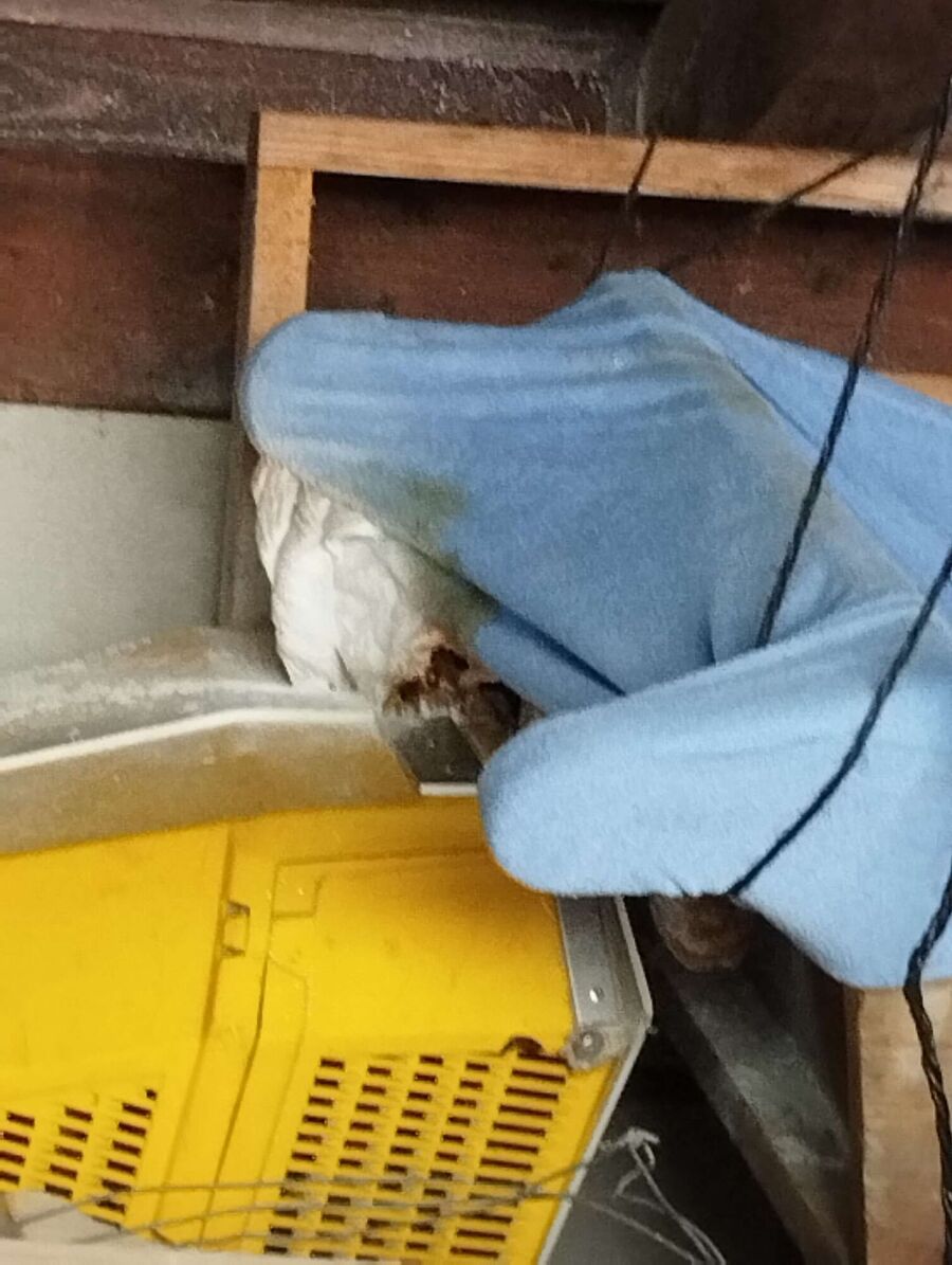 Bee nest at the house remove