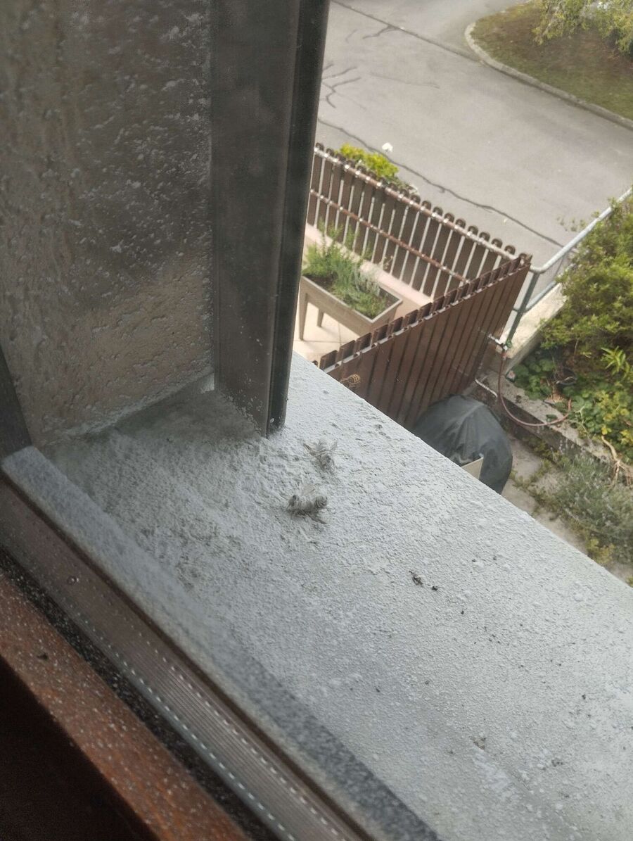 Bee nest at the house remove