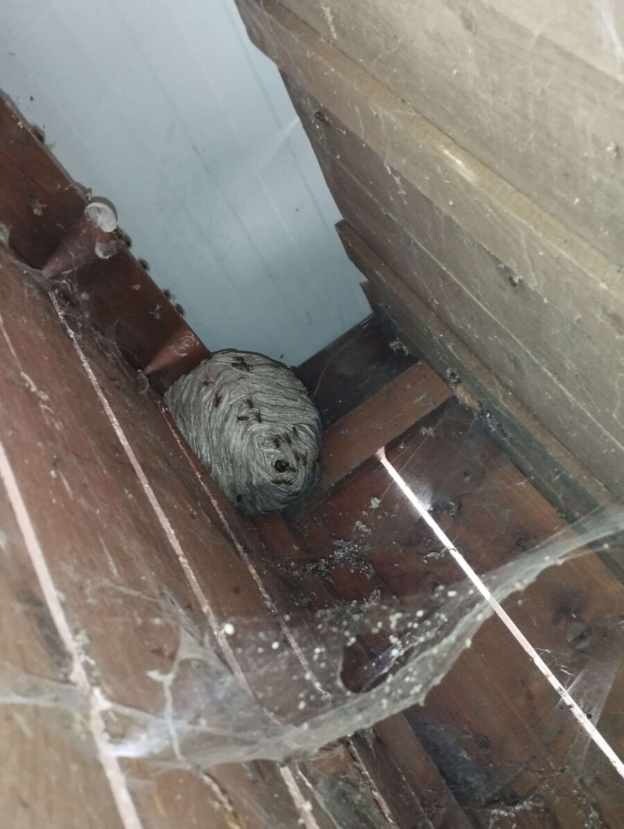 Bee nest at the house remove