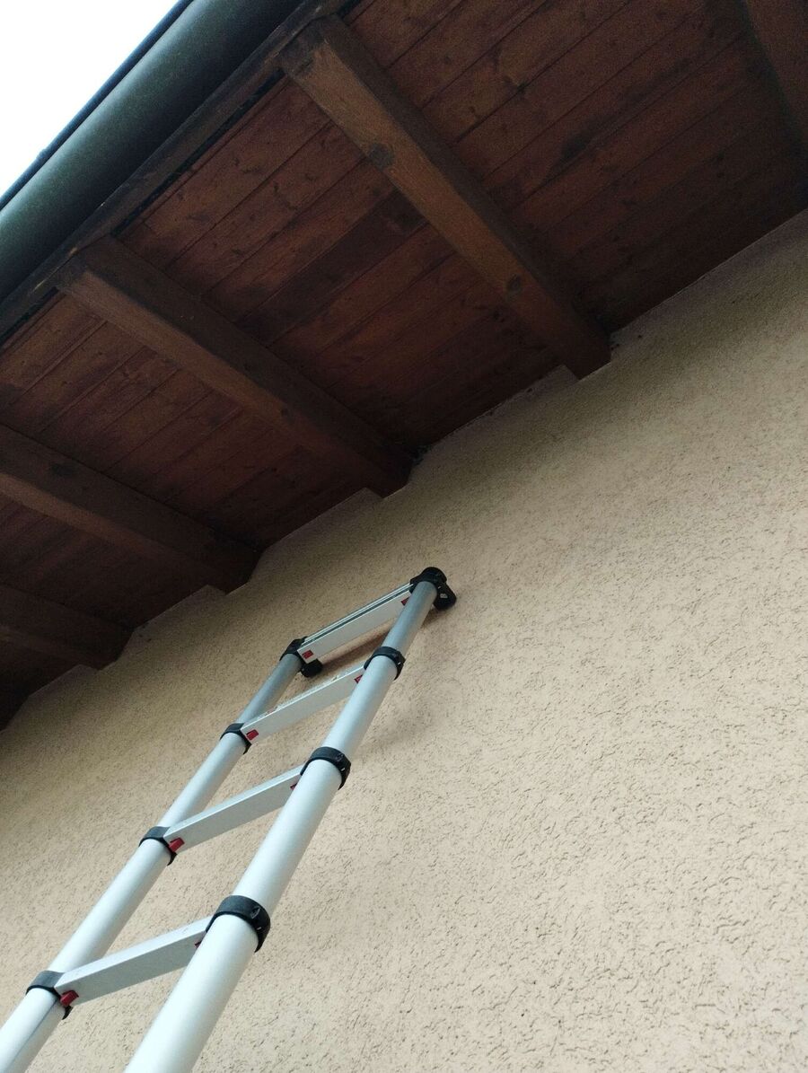 Relocate bees & remove bee nest