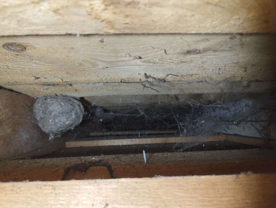 Bee nest at the house remove