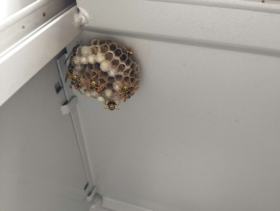 Relocate bees & remove bee nest