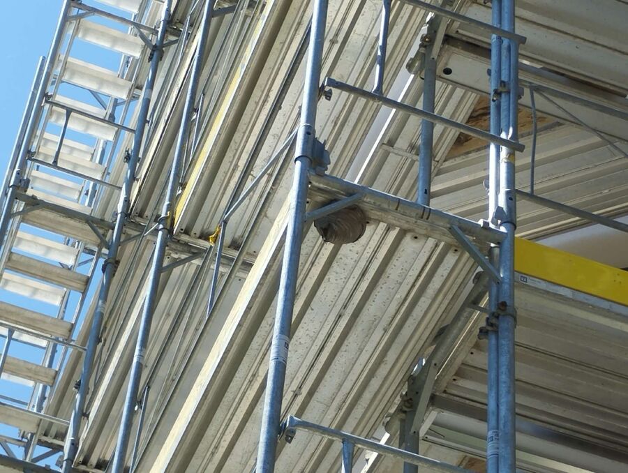 Relocate bees & remove bee nest