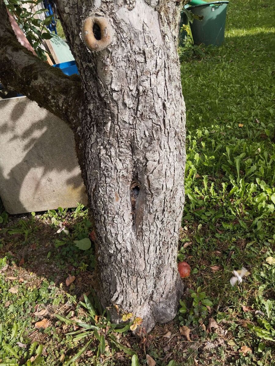 Bee nest at the house remove