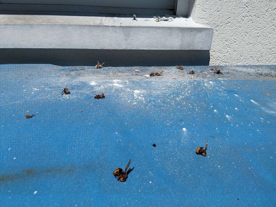 Bee nest at the house remove