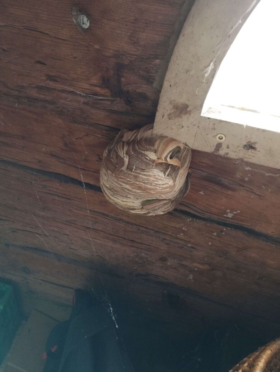 Bee nest at the house remove