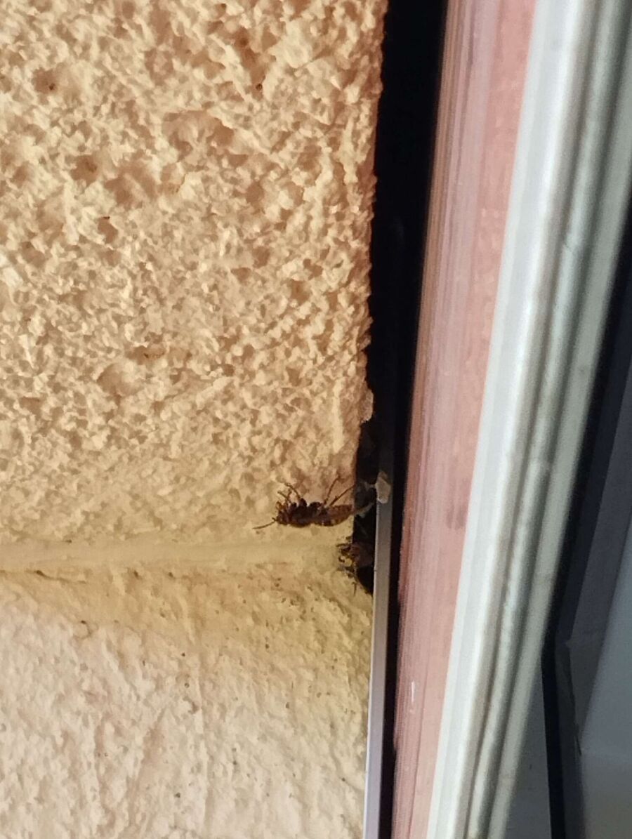 Bee nest at the house remove