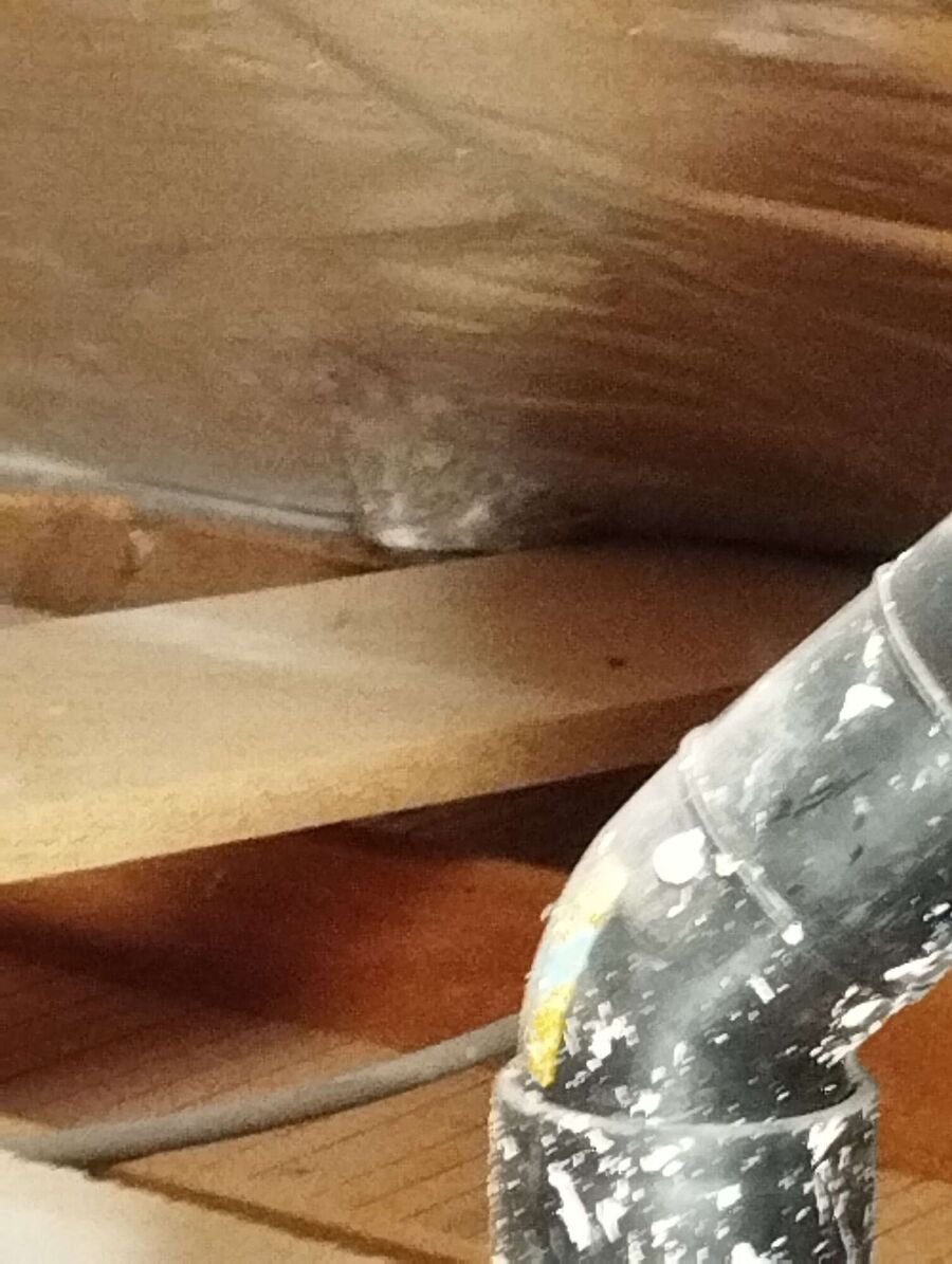 Relocate bees & remove bee nest