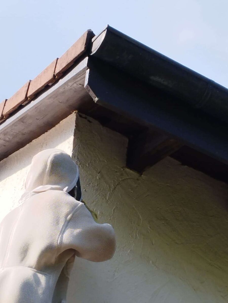 Bee nest at the house remove