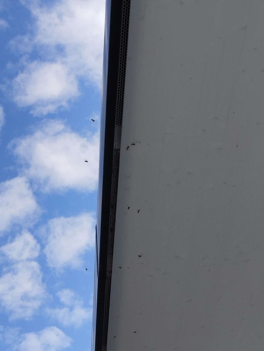 Bee nest at the house remove