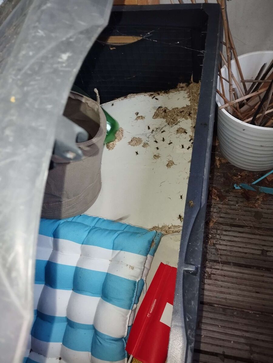 Bee nest at the house remove