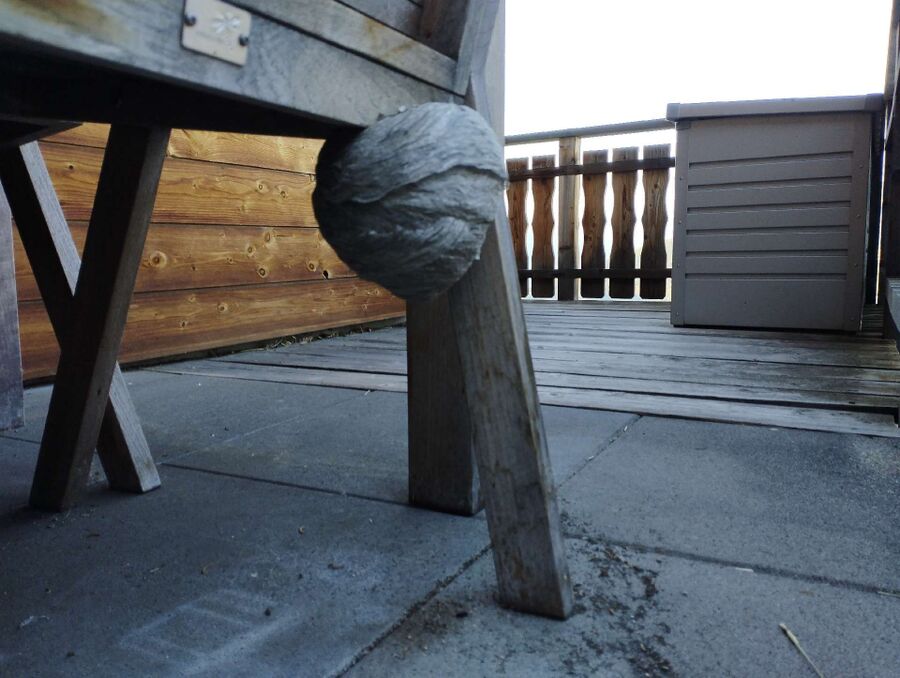 Bee nest at the house remove