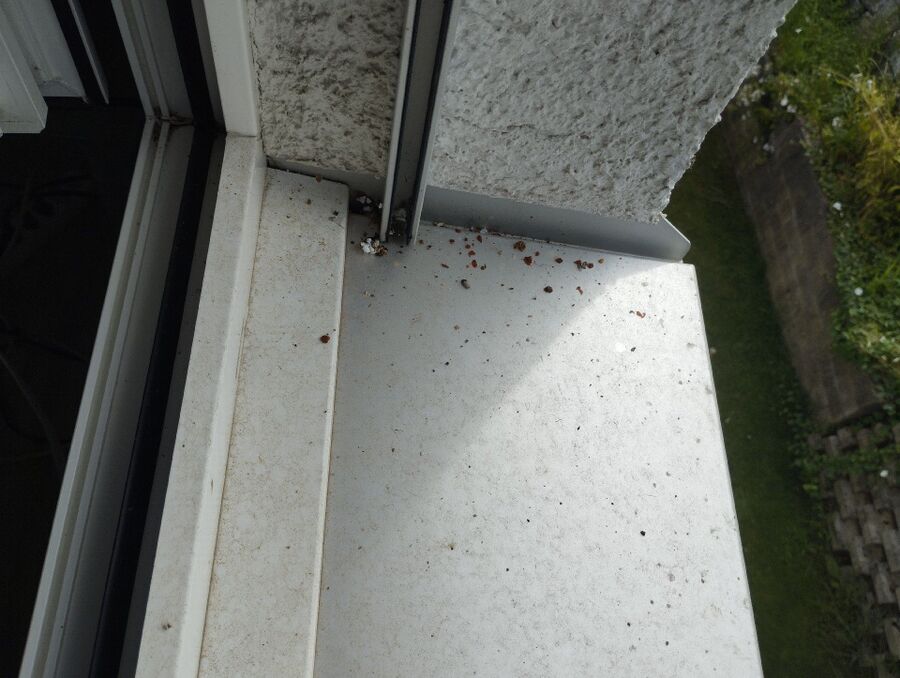 Bee nest at the house remove