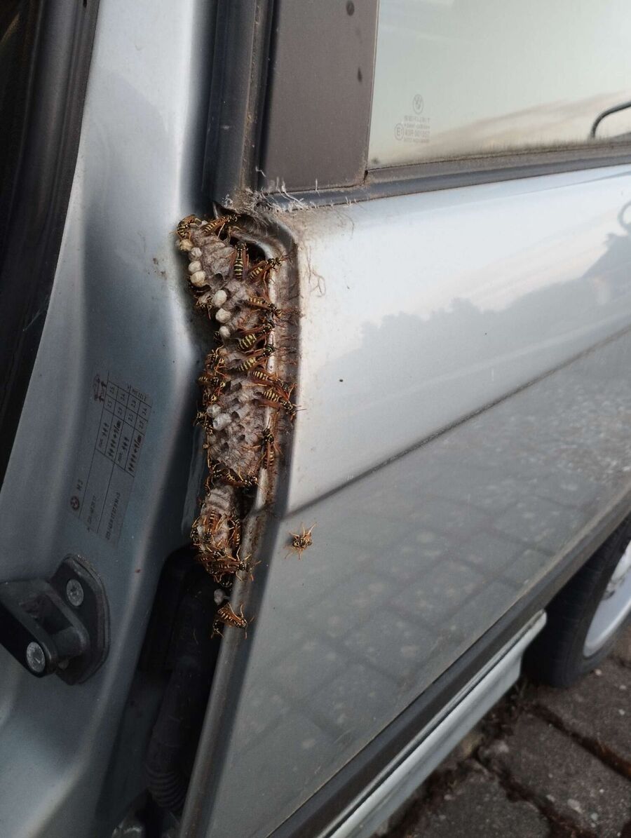Remove bee nest