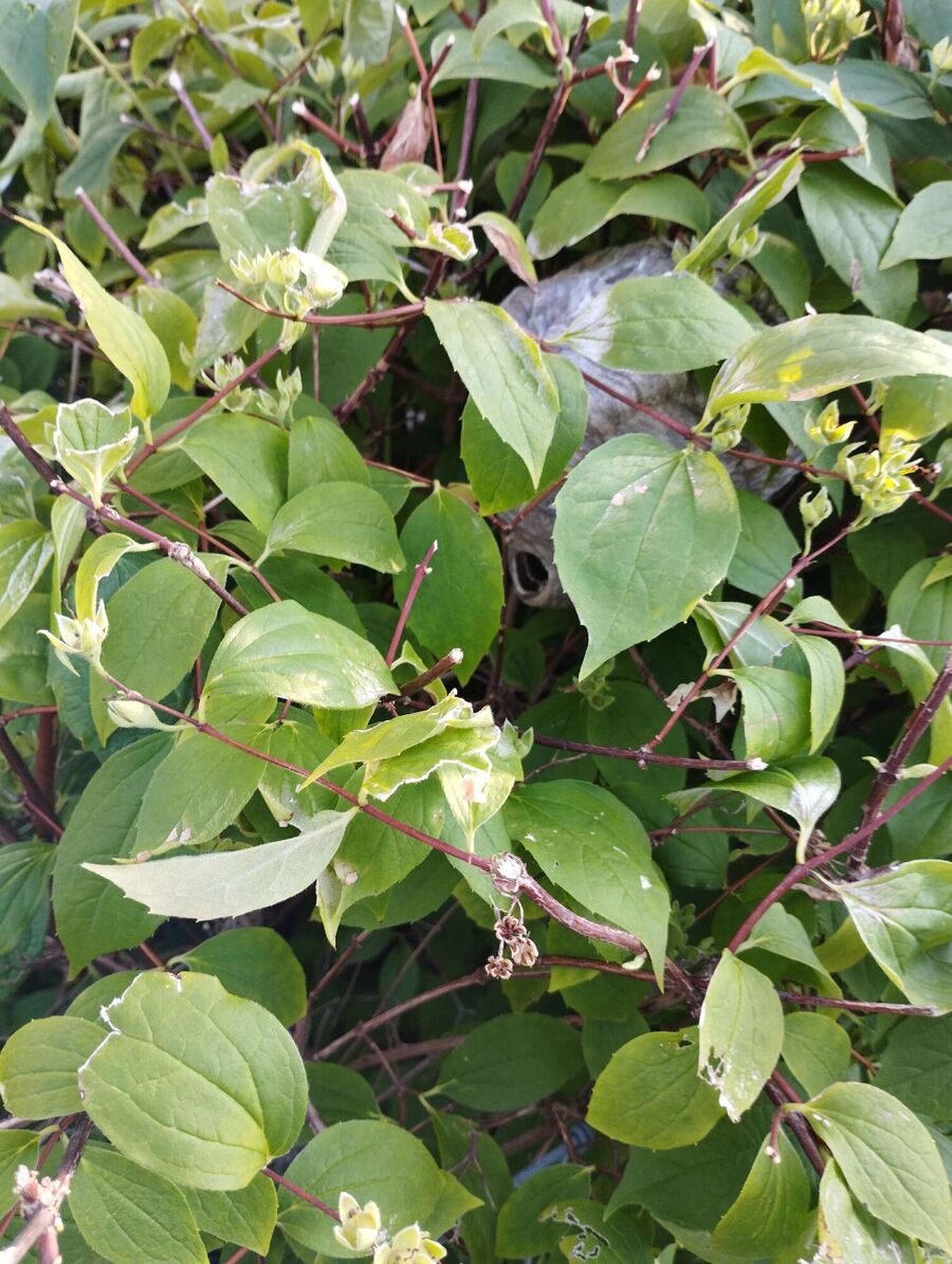 Bee nest at the house remove