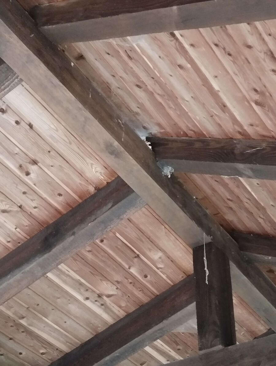 Relocate bees & remove bee nest