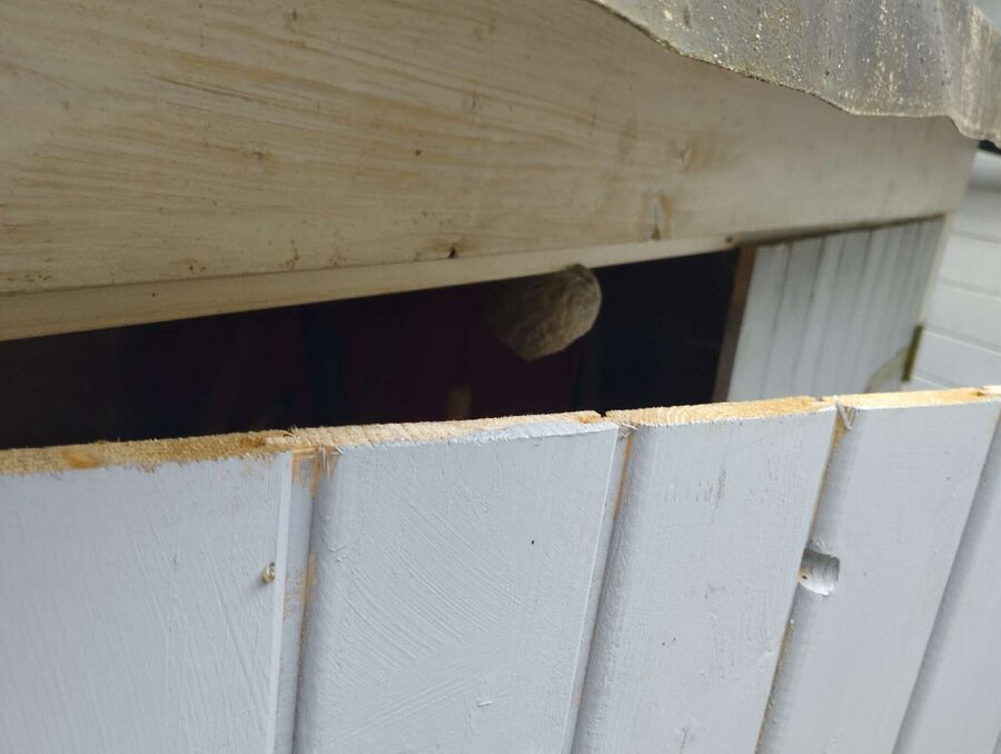 Bee nest at the house remove